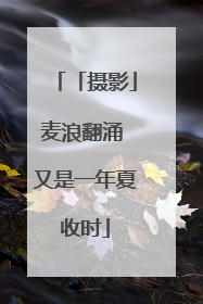 「摄影」麦浪翻涌 又是一年夏收时
