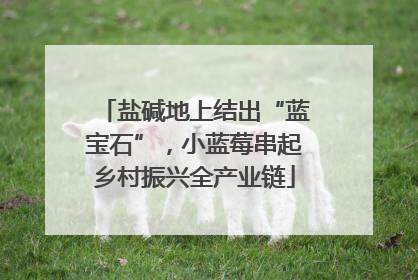 盐碱地上结出“蓝宝石”，小蓝莓串起乡村振兴全产业链