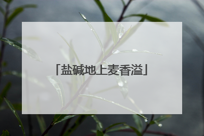 盐碱地上麦香溢