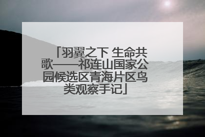 羽翼之下 生命共歌——祁连山国家公园候选区青海片区鸟类观察手记