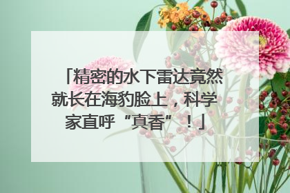 精密的水下雷达竟然就长在海豹脸上，科学家直呼“真香”！