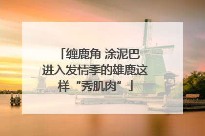 缠鹿角 涂泥巴 进入发情季的雄鹿这样“秀肌肉”