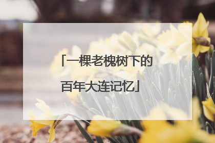 一棵老槐树下的百年大连记忆