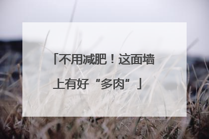 不用减肥！这面墙上有好“多肉”