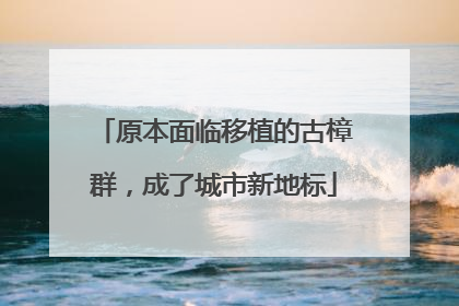 原本面临移植的古樟群，成了城市新地标