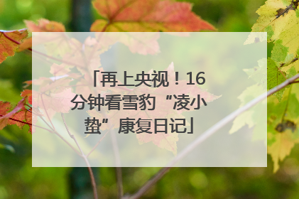 再上央视！16分钟看雪豹“凌小蛰”康复日记