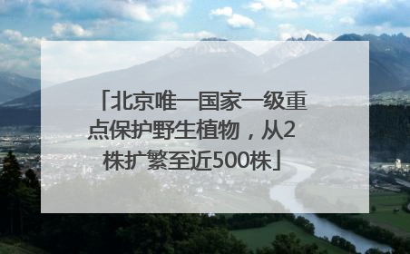 北京唯一国家一级重点保护野生植物，从2株扩繁至近500株