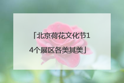 北京荷花文化节14个展区各美其美
