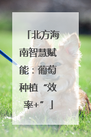 北方海南智慧赋能：葡萄种植“效率+”