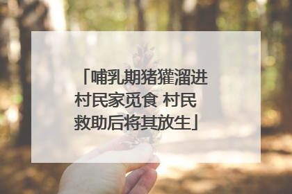 哺乳期猪獾溜进村民家觅食 村民救助后将其放生