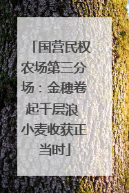 国营民权农场第三分场：金穗卷起千层浪 小麦收获正当时