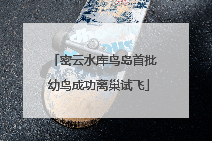 密云水库鸟岛首批幼鸟成功离巢试飞