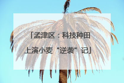 孟津区：科技种田 上演小麦“逆袭”记