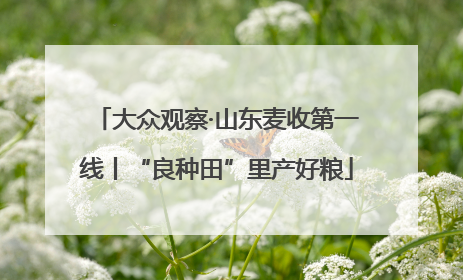 大众观察·山东麦收第一线丨“良种田”里产好粮