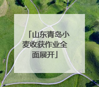 山东青岛小麦收获作业全面展开