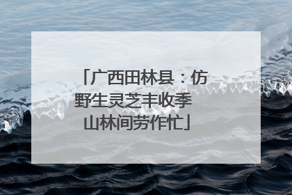 广西田林县：仿野生灵芝丰收季 山林间劳作忙