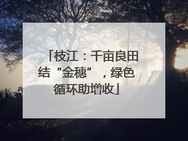 枝江：千亩良田结“金穗”，绿色循环助增收
