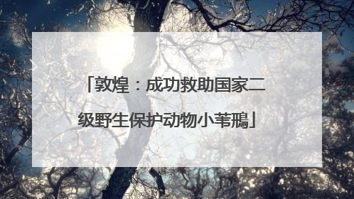 敦煌：成功救助国家二级野生保护动物小苇鳽