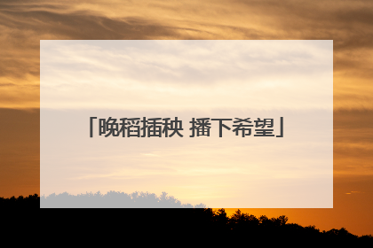 晚稻插秧 播下希望