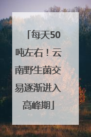 每天50吨左右！云南野生菌交易逐渐进入高峰期