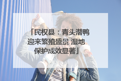 民权县：青头潜鸭迎来繁殖盛景 湿地保护成效显著