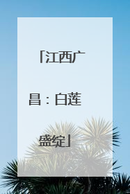 江西广昌：白莲盛绽