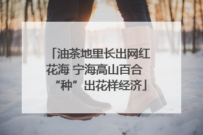 油茶地里长出网红花海 宁海高山百合“种”出花样经济