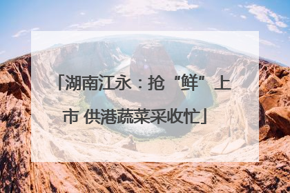 湖南江永：抢“鲜”上市 供港蔬菜采收忙
