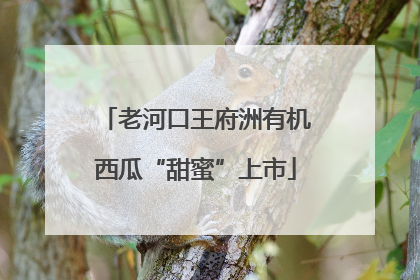 老河口王府洲有机西瓜“甜蜜”上市