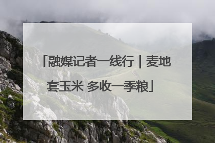 融媒记者一线行｜麦地套玉米 多收一季粮