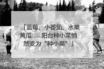 蓝莓、小番茄、水果黄瓜……阳台种小菜悄然变为“种小果”