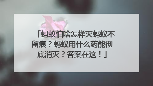 蚂蚁怕啥怎样灭蚂蚁不留痕？蚂蚁用什么药能彻底消灭？答案在这！