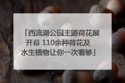 西流湖公园主题荷花展开幕 110余种荷花及水生植物让你一次看够