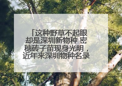 这种野草不起眼 却是深圳新物种 密穗砖子苗现身光明，近年来深圳物种名录不断刷新