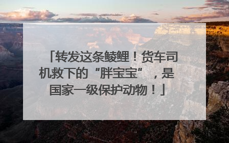 转发这条鲮鲤！货车司机救下的“胖宝宝”，是国家一级保护动物！