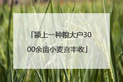 颍上一种粮大户3000余亩小麦喜丰收