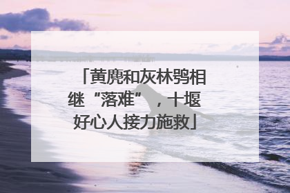 黄麂和灰林鸮相继“落难”，十堰好心人接力施救