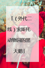 （外代二线）索斯托动物园的黑天鹅