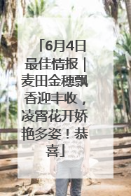 6月4日最佳情报｜麦田金穗飘香迎丰收，凌霄花开娇艳多姿！恭喜